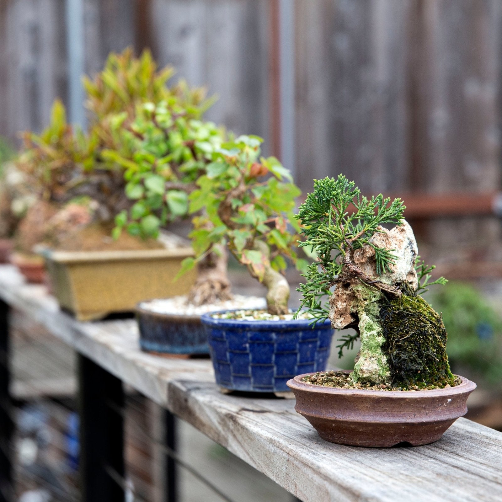 Bonsaify | 5 Tips for Starting a Bonsai Collection