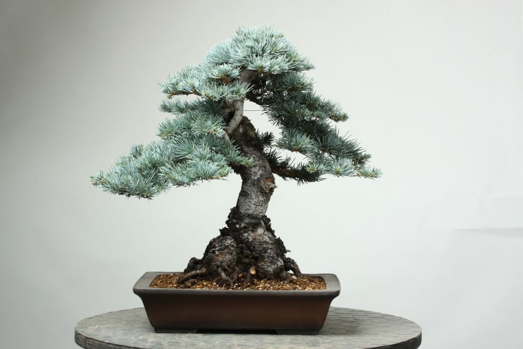 aluminiumdraht bonsai Bonsai Draht Starter Set – Aluminiumdraht in verschiedenen Stärken – Bonsai Studio main image 1