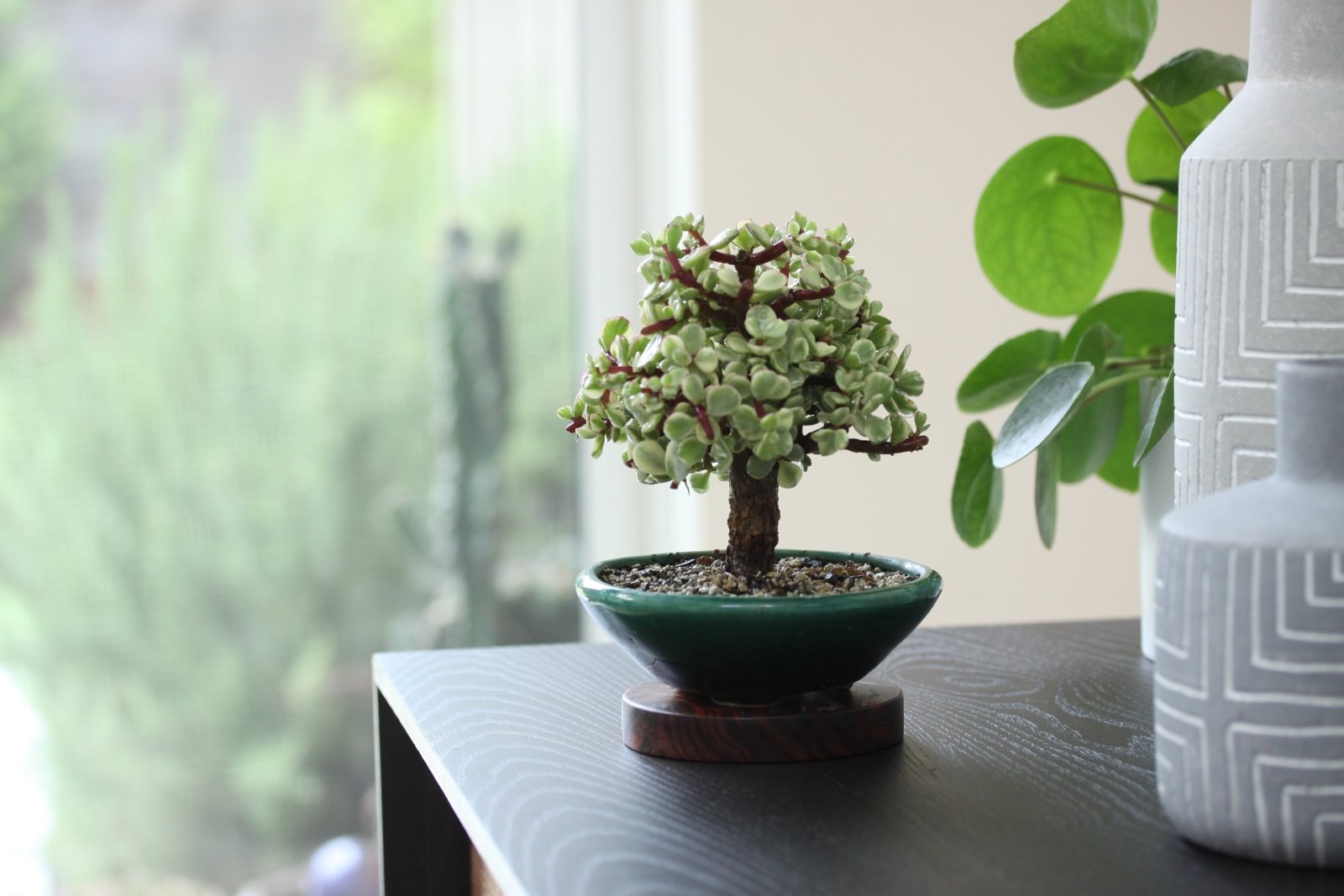 Can Bonsai be Grown Indoors? - Bonsaify
