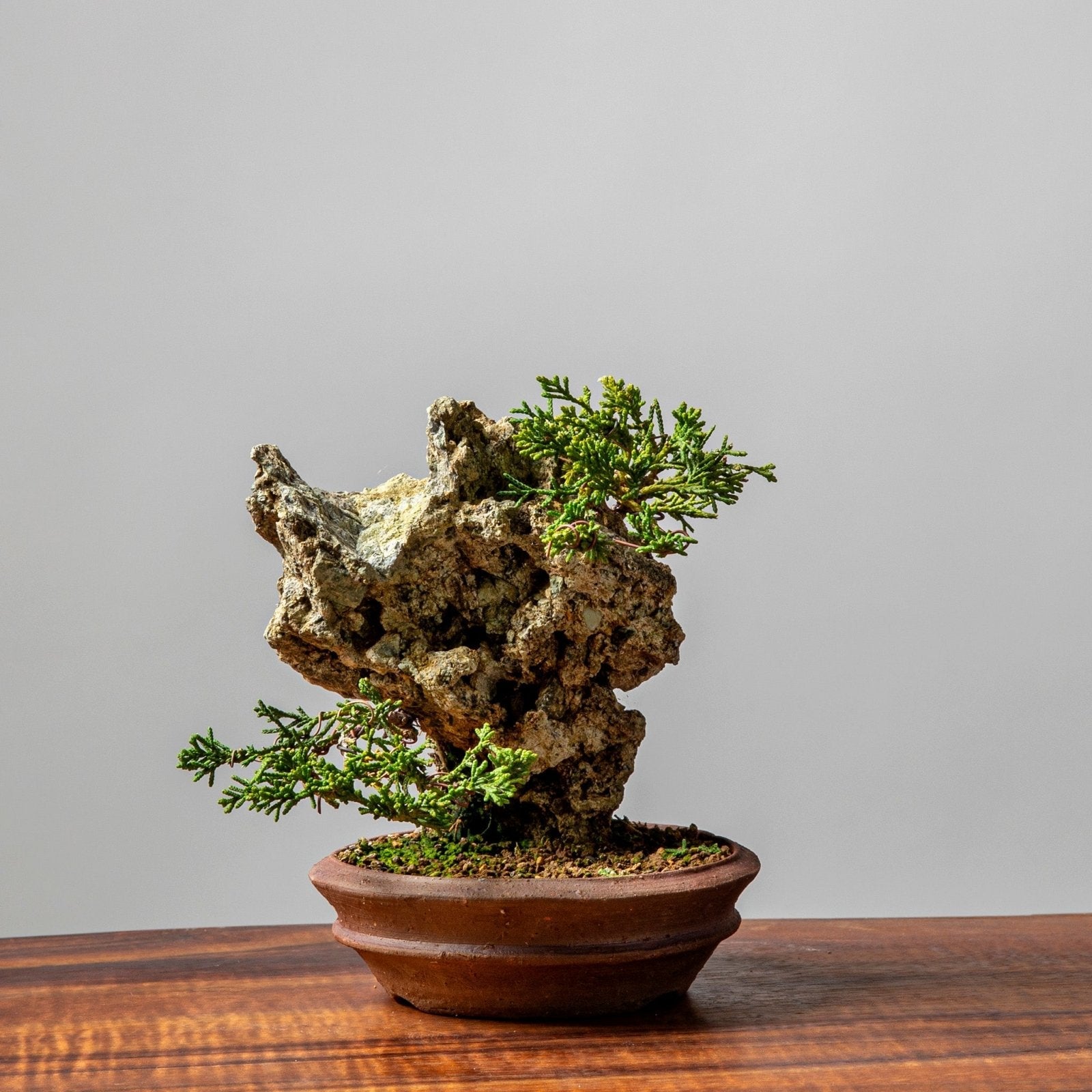Bonsaify | Creating Small Juniper Rock Plantings