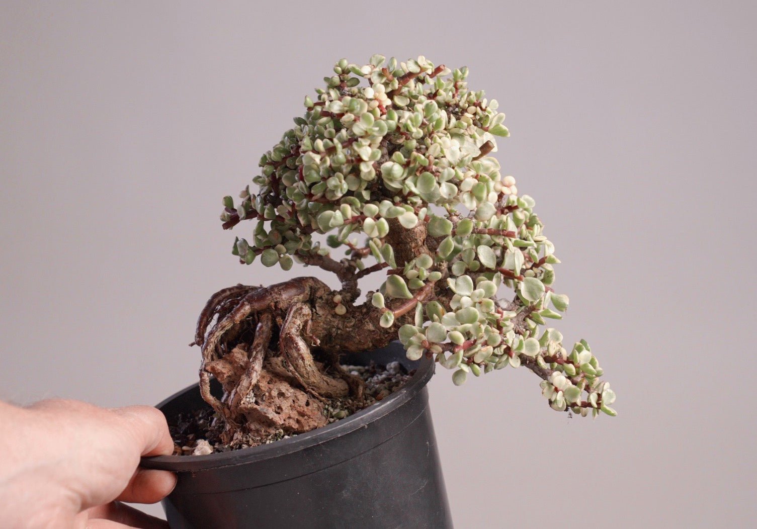 Bonsaify | Dwarf Jade Bonsai Care Guide