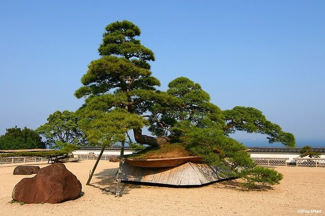 Factors that determine how big do bonsai trees get