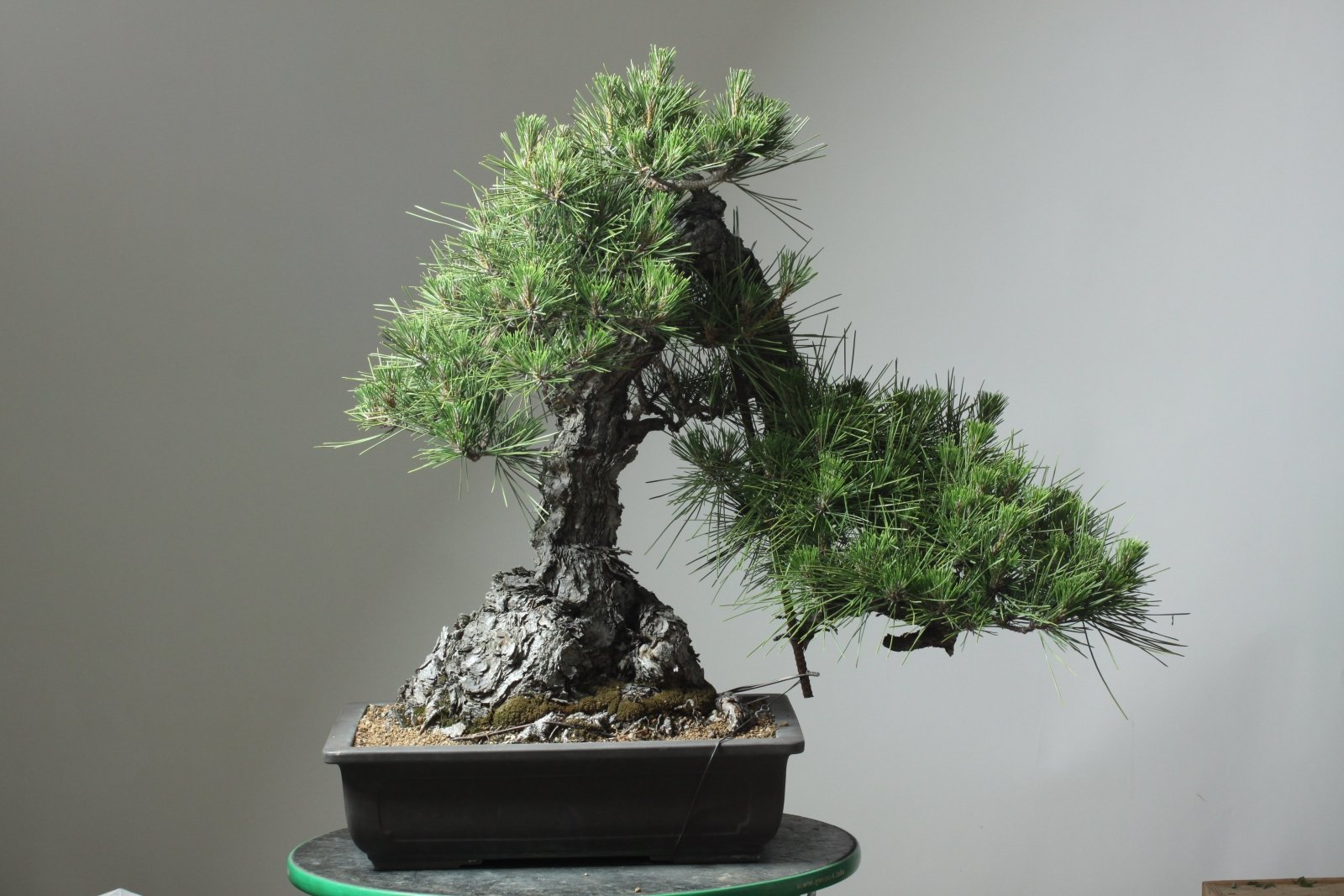 bonsai panda Golden Ficus Panda Bonsai Tree Live Plant – Bees Plant Hub main image 1