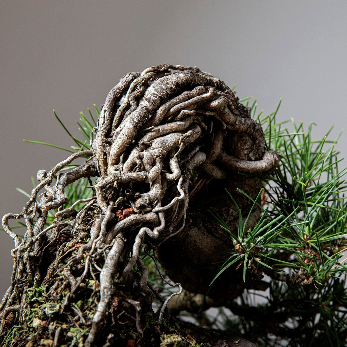 Bonsaify How to Create and Improve Exposed Root Bonsai