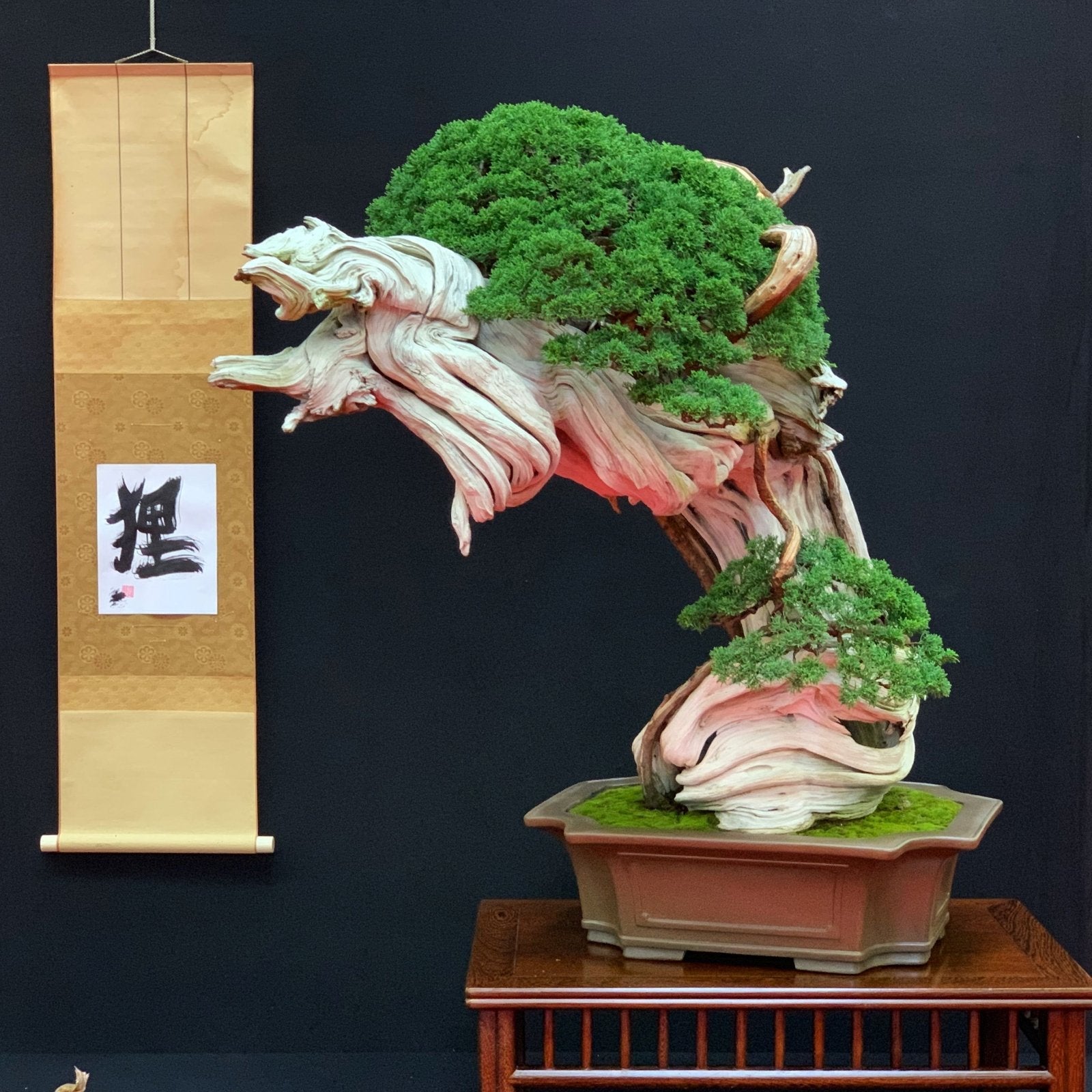 Bonsaify | How to Make a Tanuki Bonsai