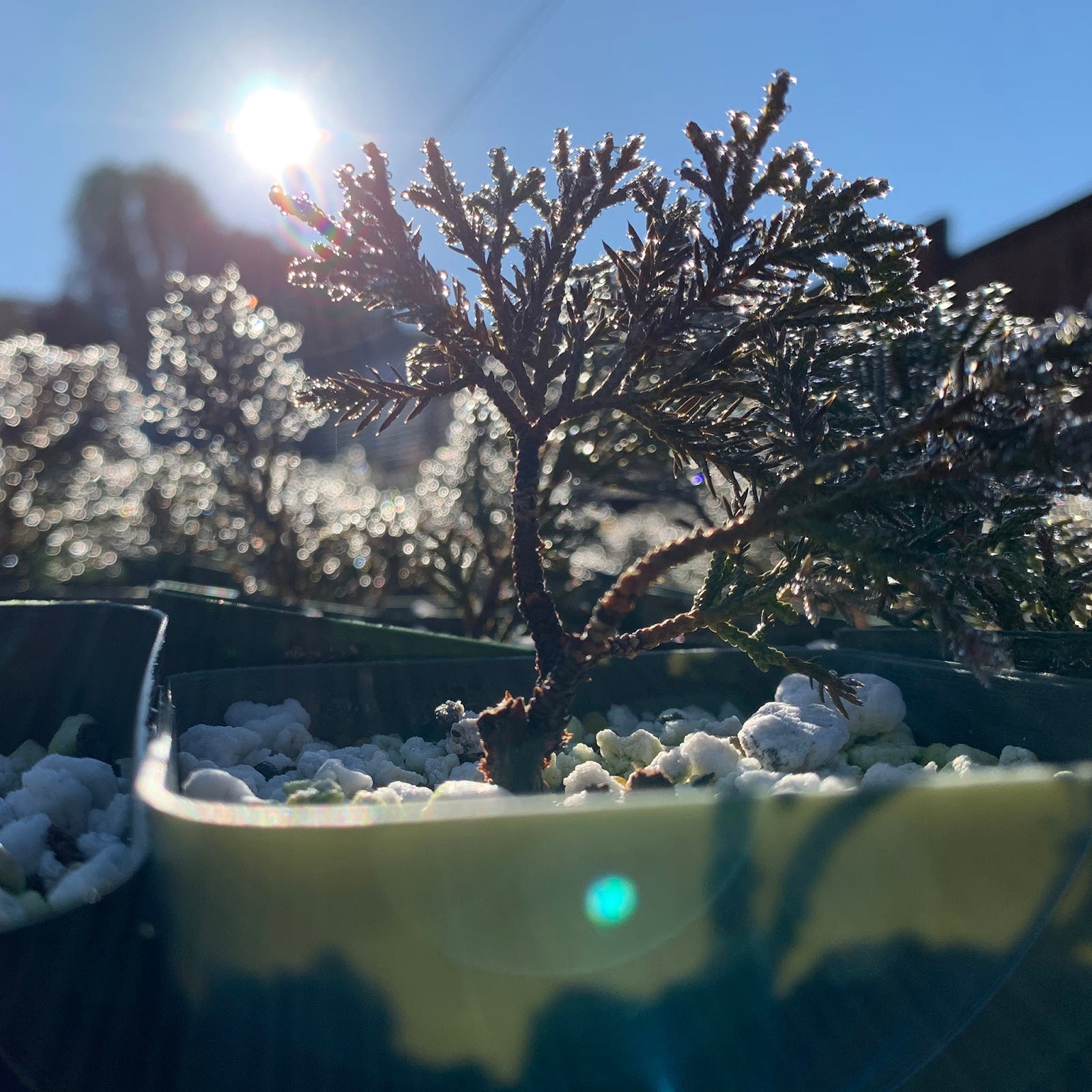 Bonsaify | How to Mindfully Optimize Light for Bonsai Trees