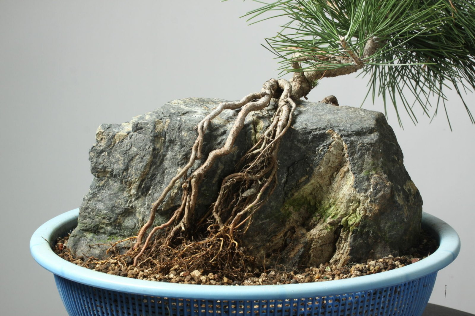 Bonsaify | Improving Young Root Over Rock Pines