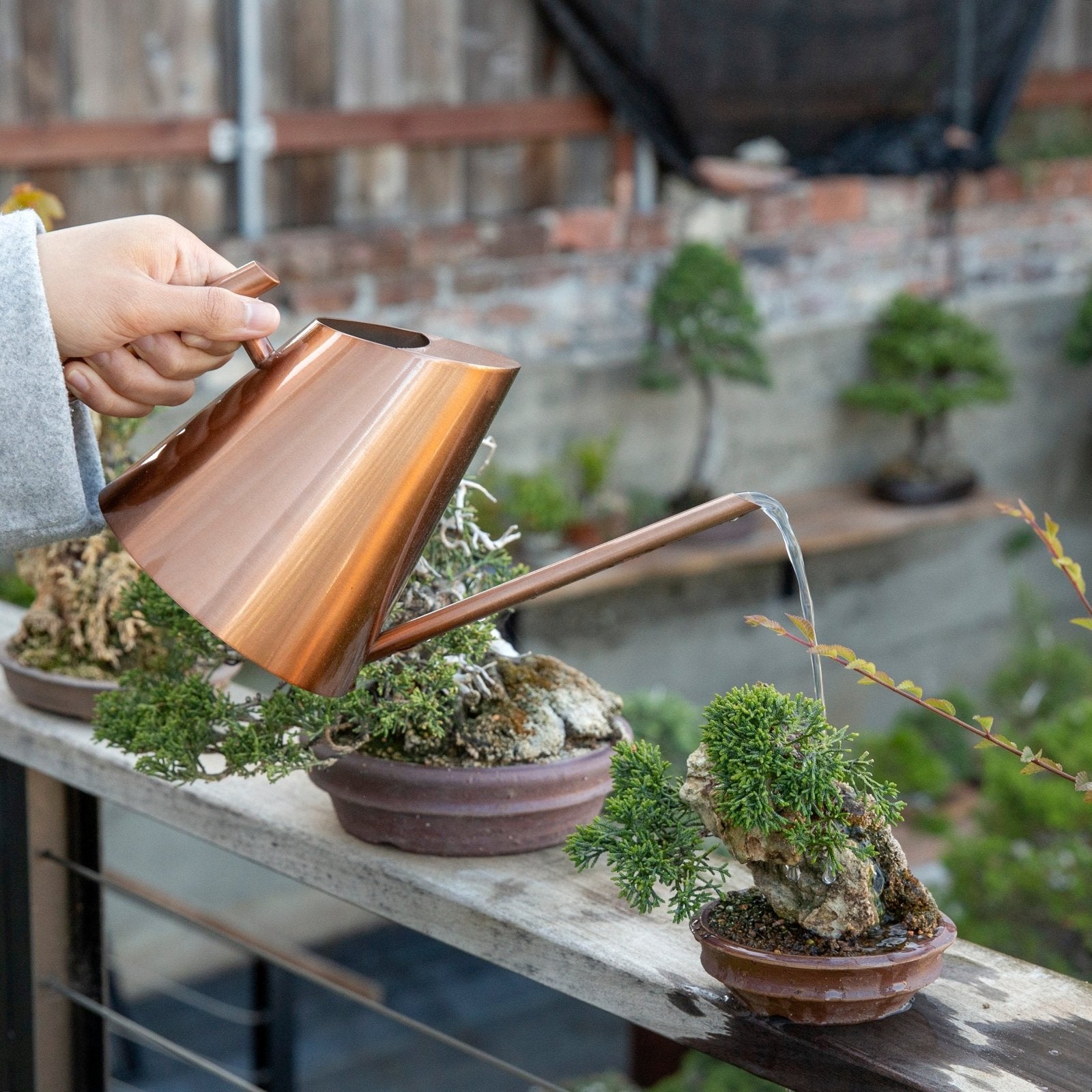 Bonsaify | Is My Water Good for My Bonsai?