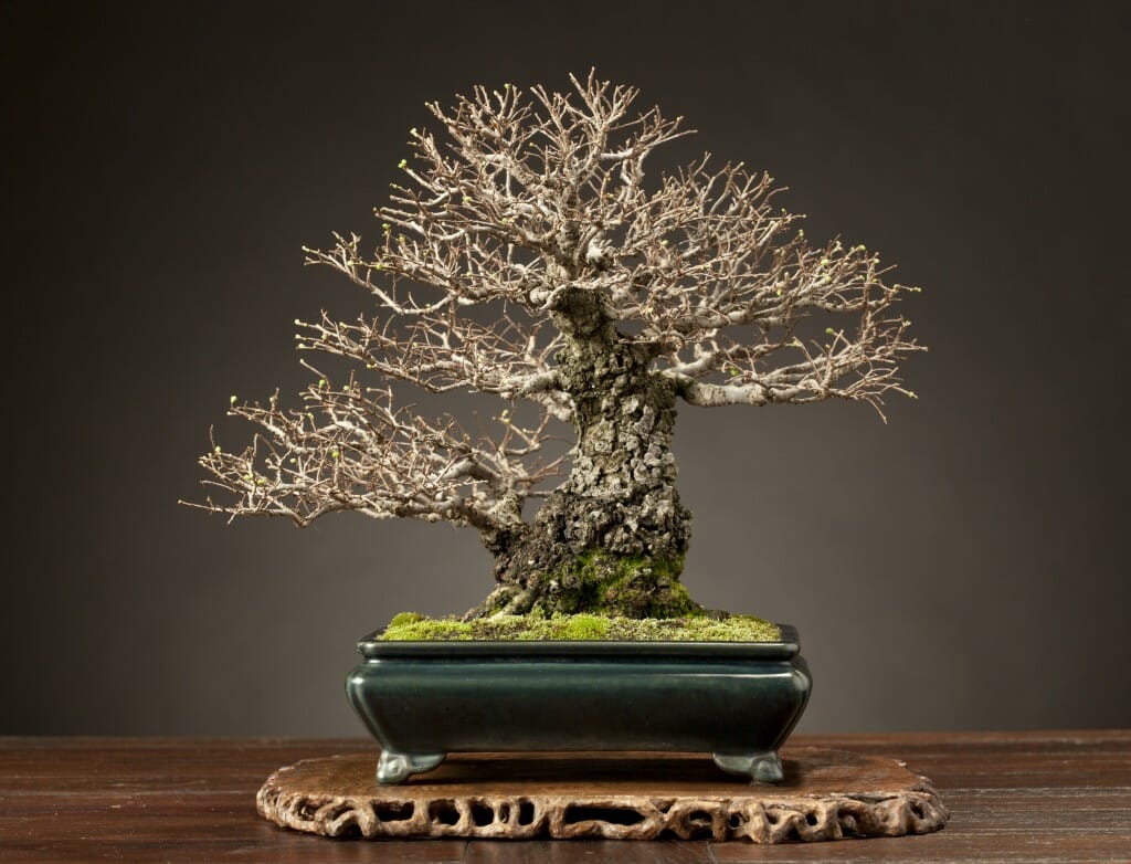 Bonsaify | "Members Choice" Kifu Elm Bonsai