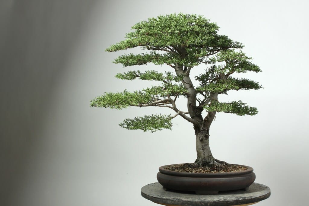 Bonsaify | Monterey Cypress Progression: From Seed to Show in 9 Years
