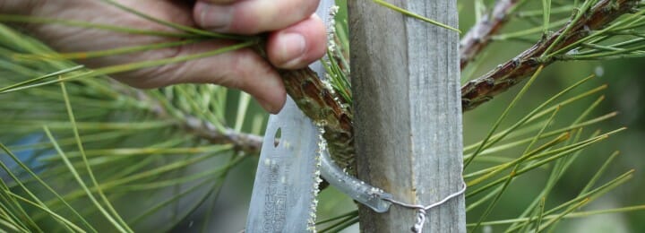 Bonsaify | Sacrifice Branch Reduction to Develop a Good Bonsai Tree