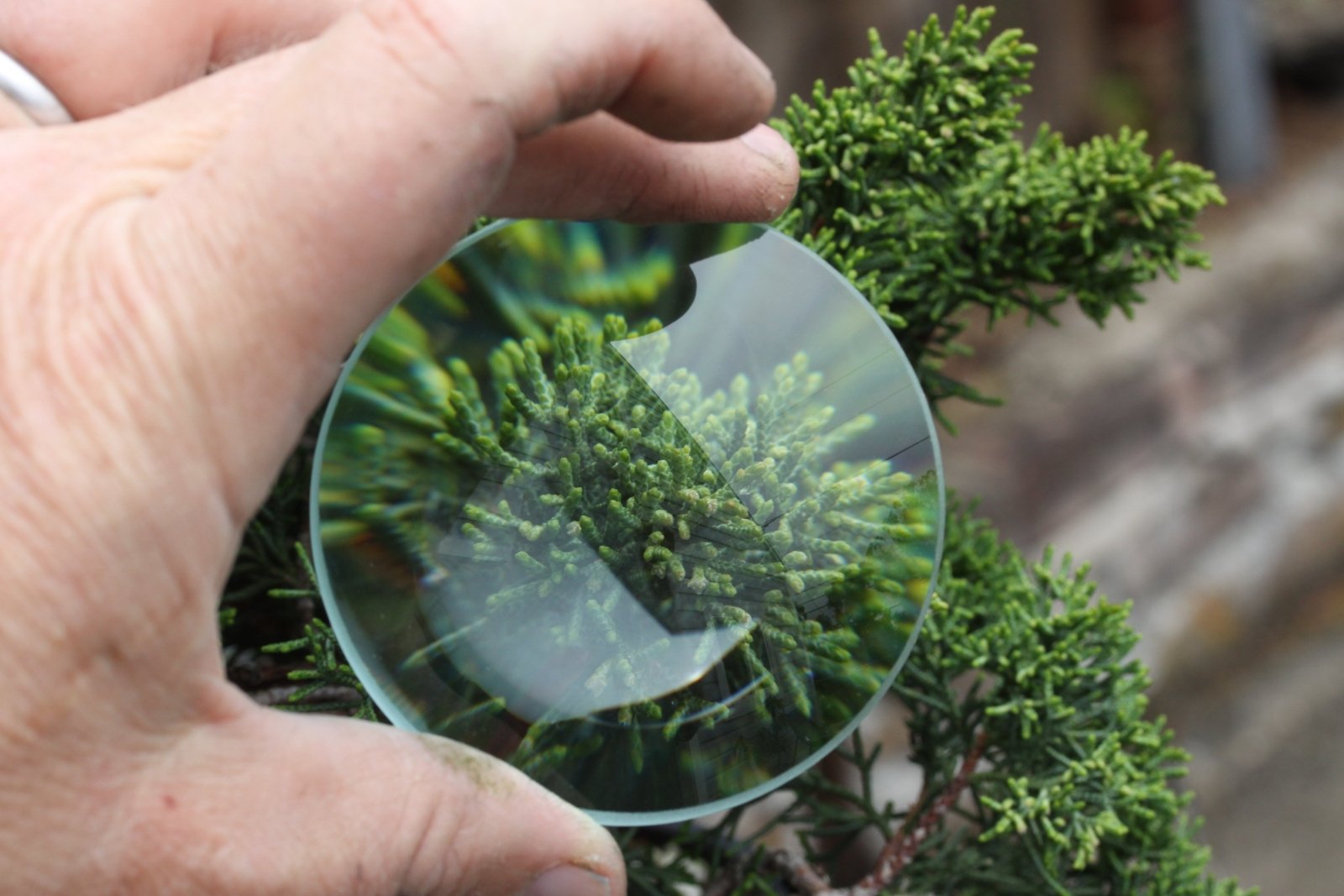 Bonsaify | Is My Bonsai Tree Dead, Dying, or Dormant?
