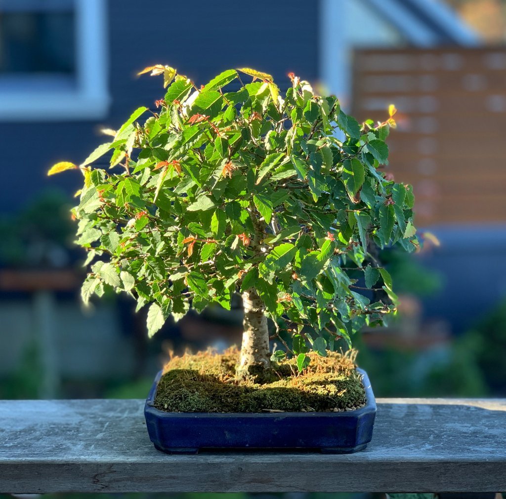 Bonsaify | The Very Basics of Bonsai Trees
