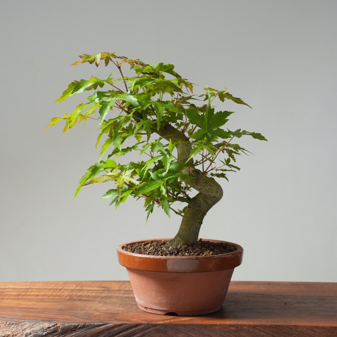 All Bonsai Trees – Bonsaify