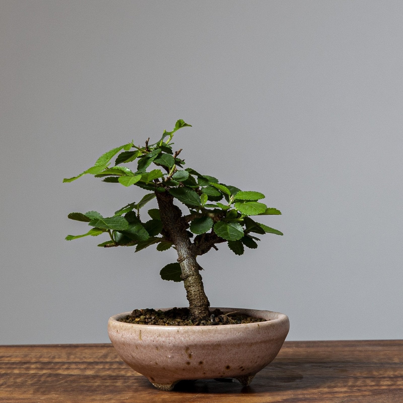 mixing bonsai soil Premium Bonsai Soil All Purpose Blend main image 1