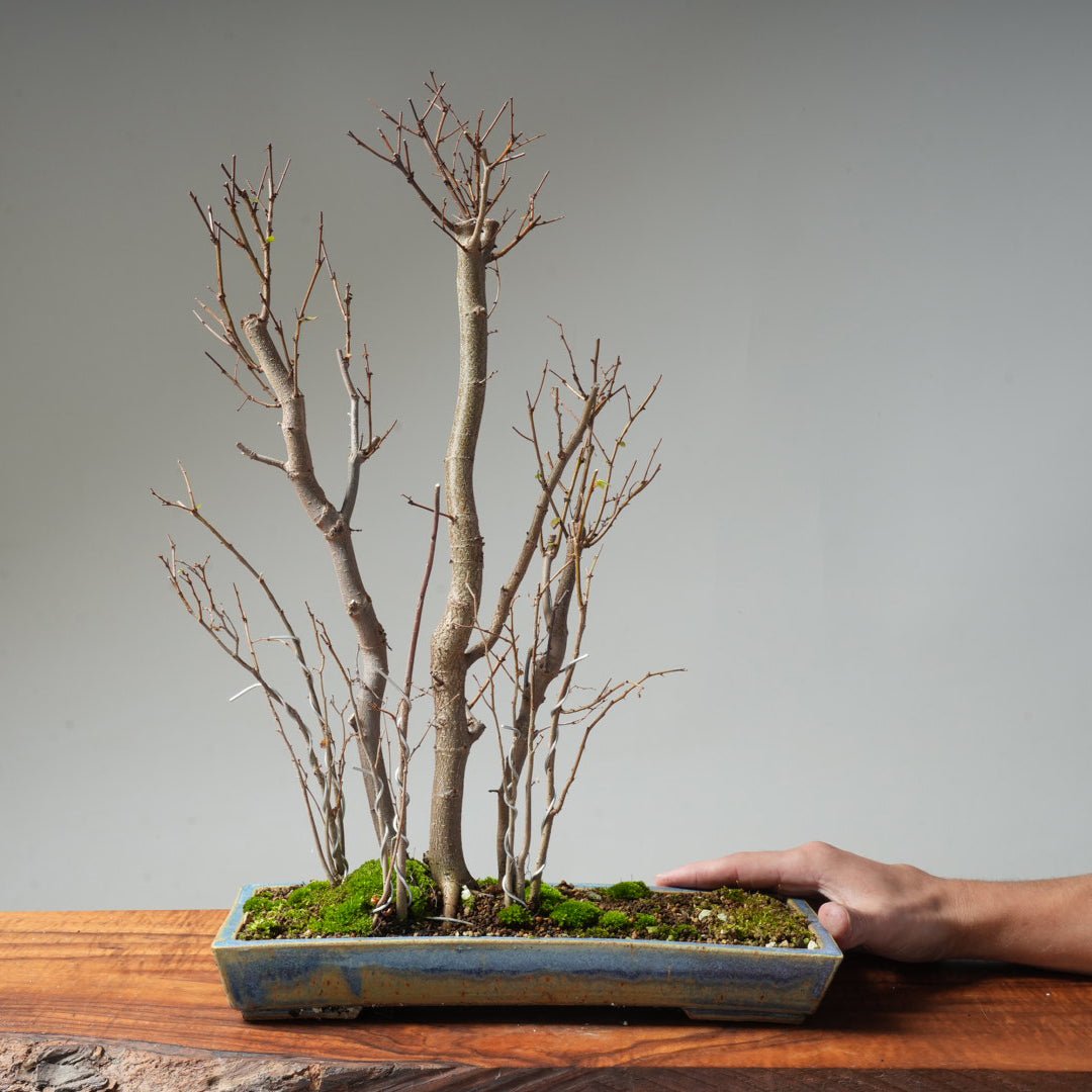Bonsaify | Bonsai for Sale – Page 2