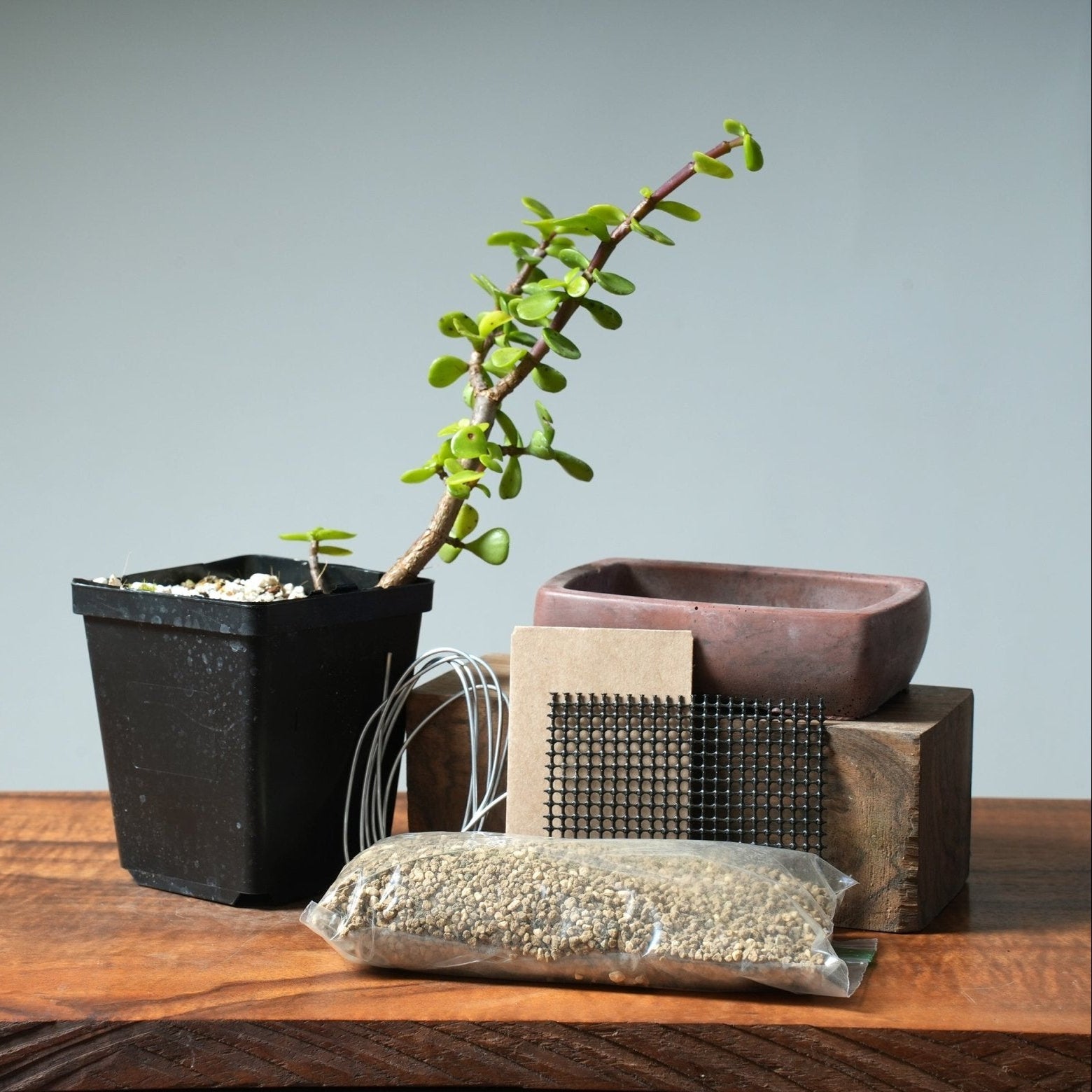 Bonsai Gift Bundles  Bonsaify