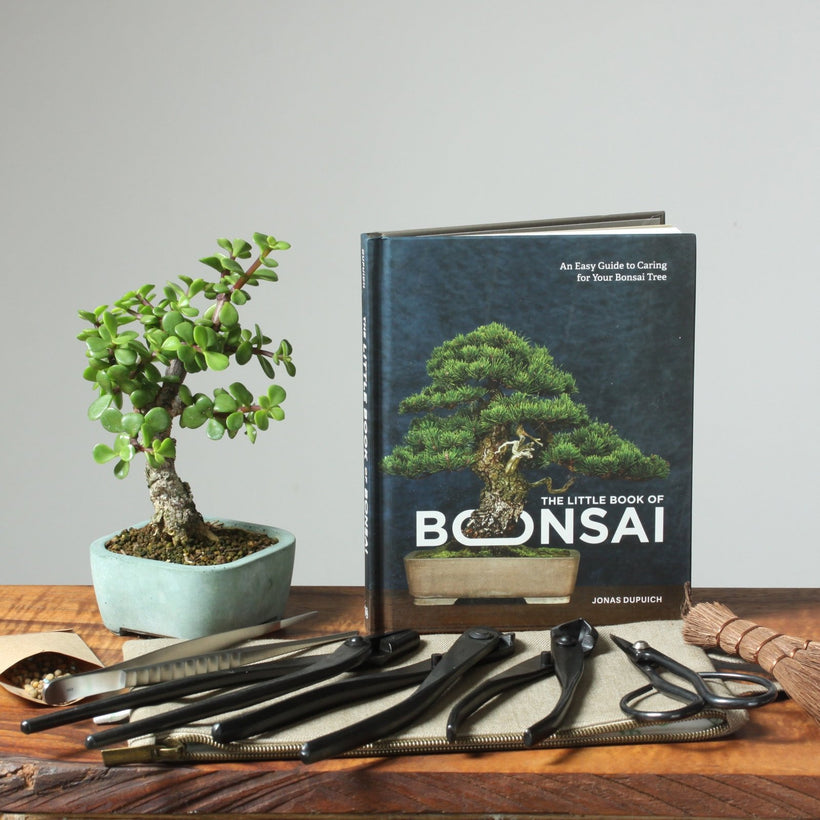 Bonsai Gift Bundles