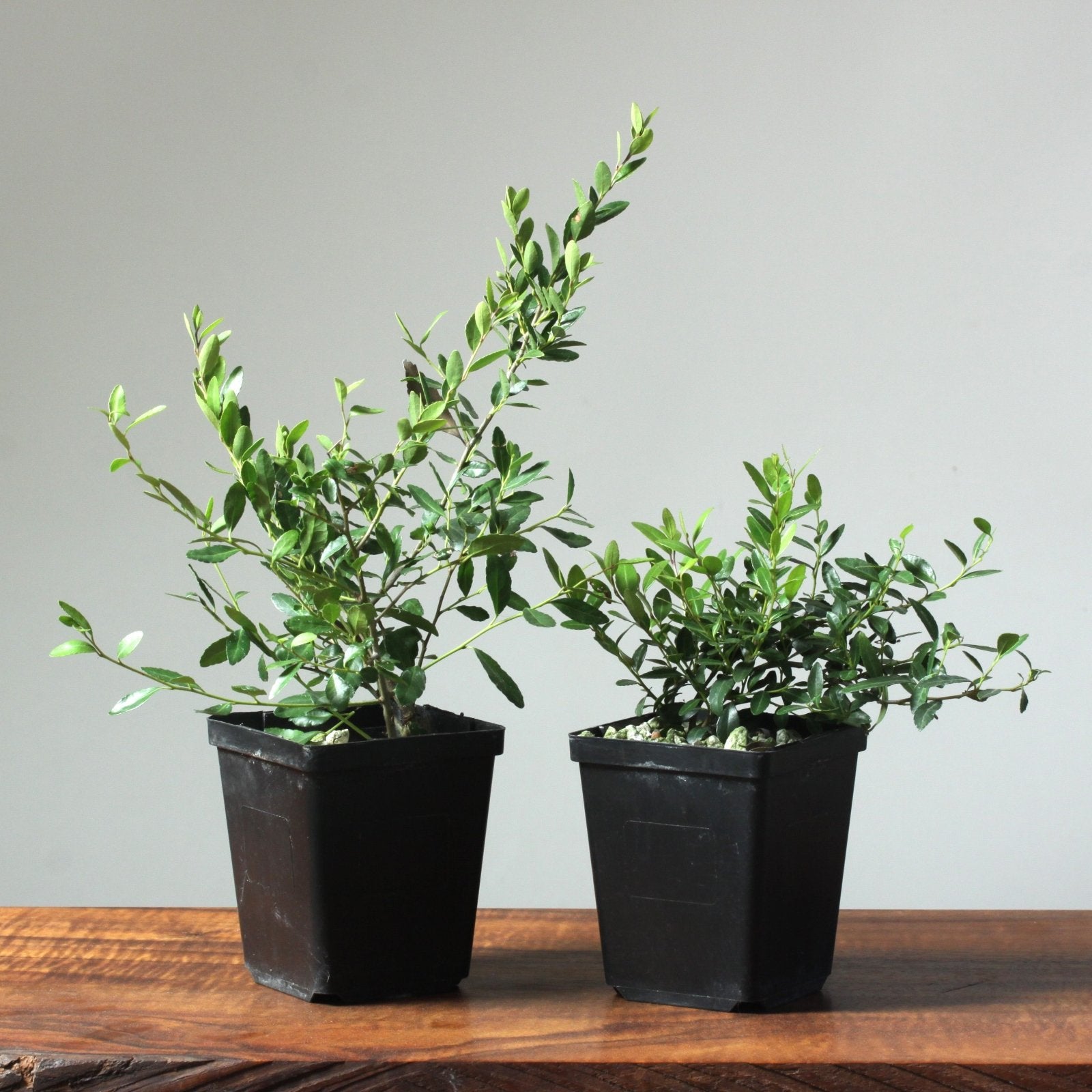 umbra hanging planter Umbra Trigg Hanging Planter Vase & Geometric Wall Decor Container, Sma –  Danielle Walker