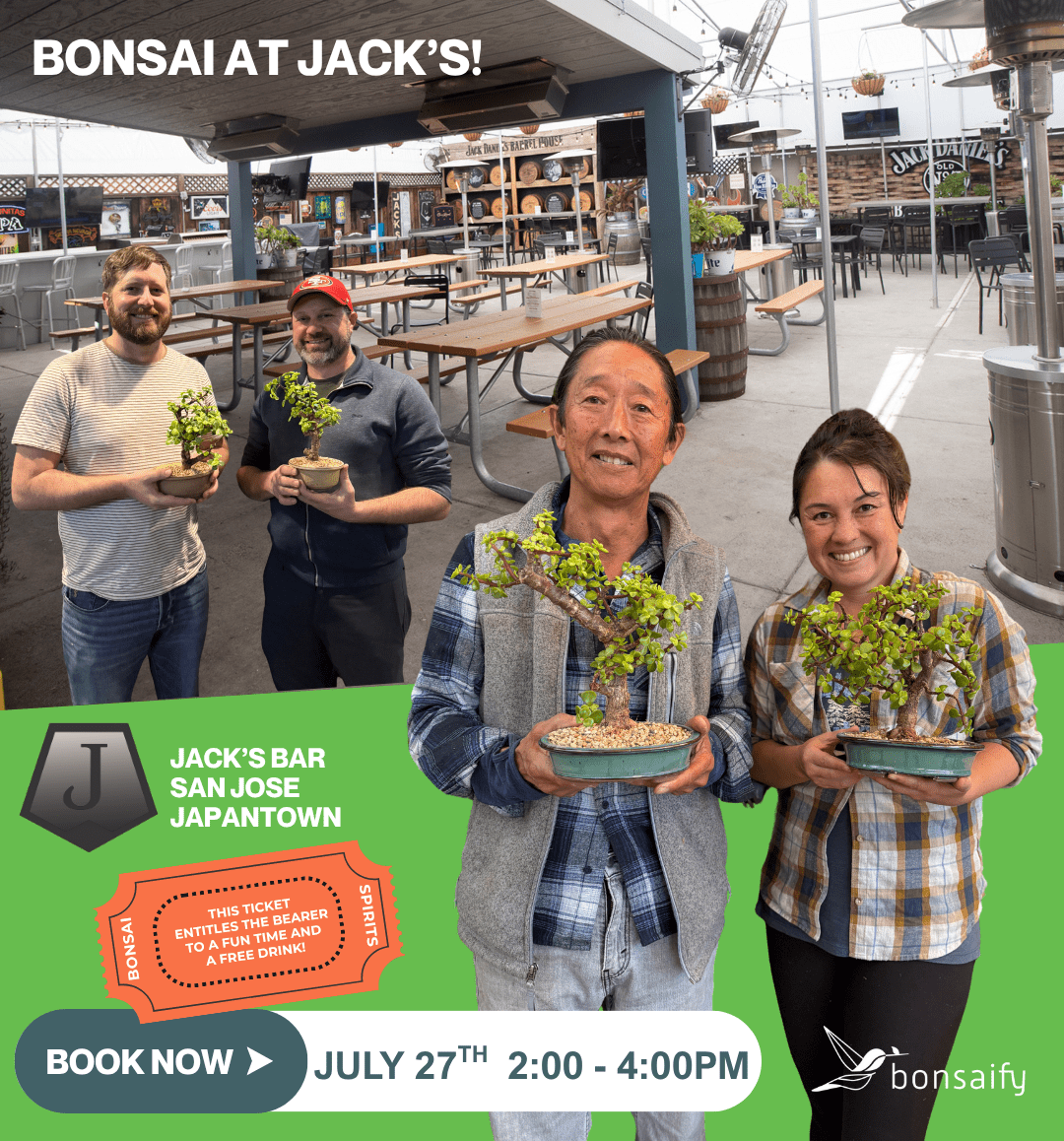 bonsai tree san jose Bonsaify