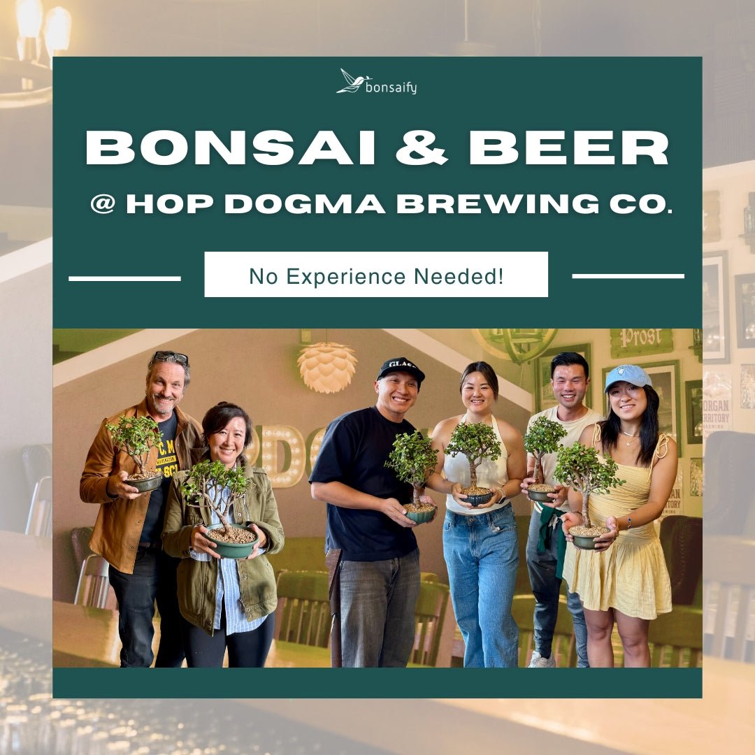 bonsai tree brewery Bonsaify