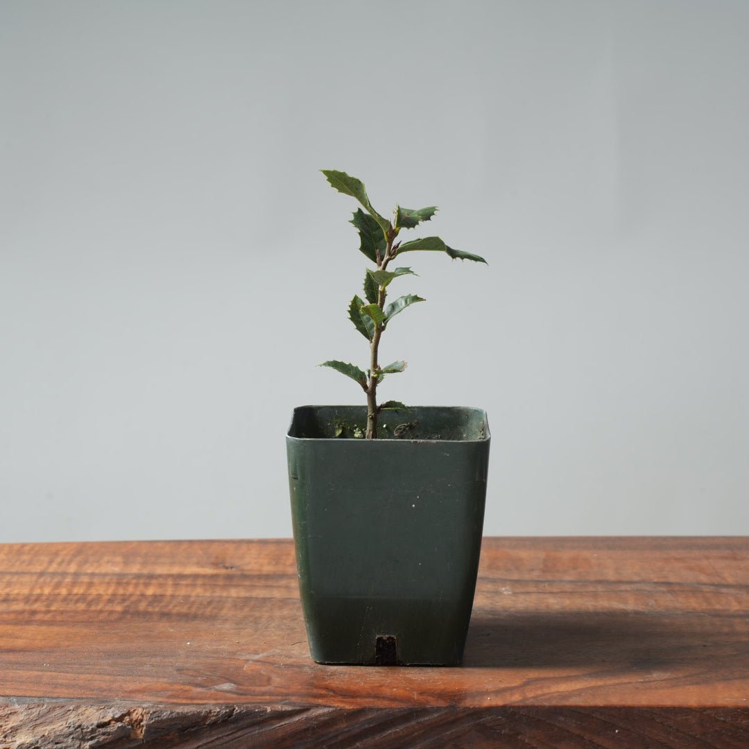 bonsai live oak tree Bonsaify