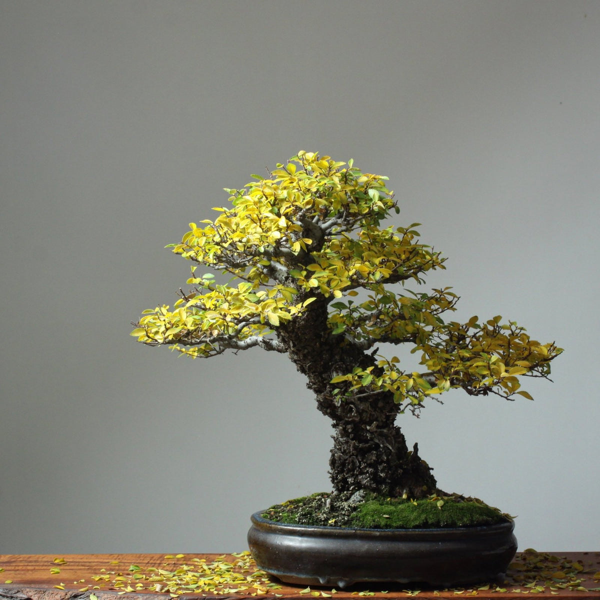 Bonsaify Chinese Corkbark Elm Bonsai Starters