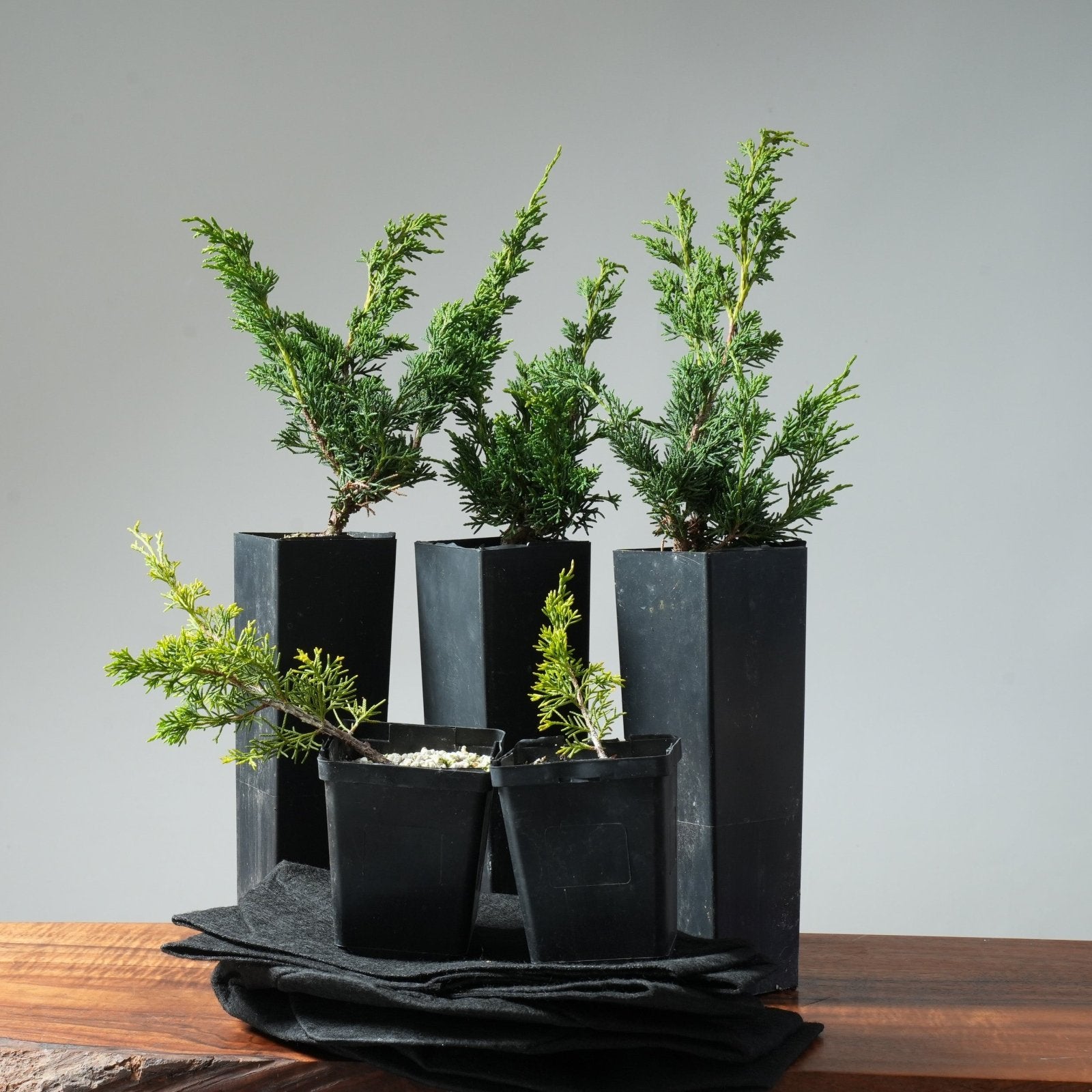 eCourse Companion Bundle: Mastering Shohin Juniper – Bonsaify