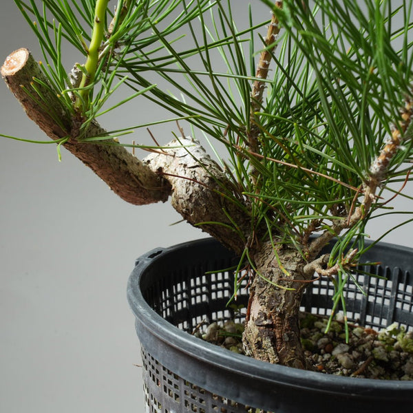 Japanese Black Pine 581 - Bonsaify