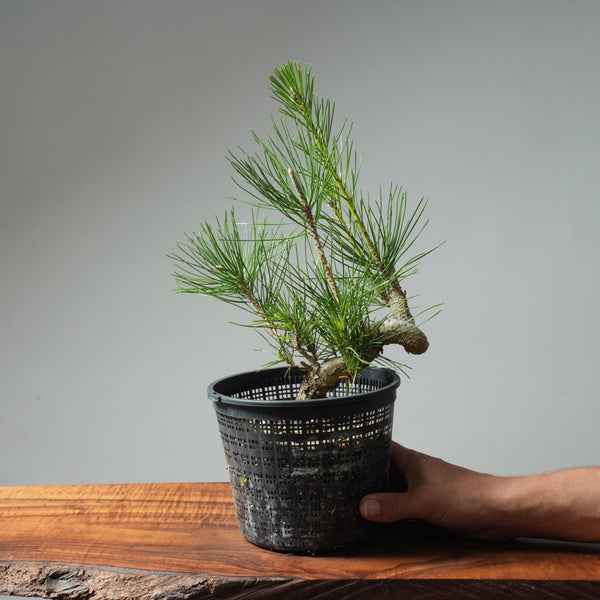 Japanese Black Pine 581 - Bonsaify