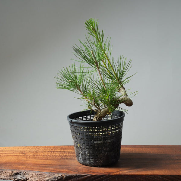 Japanese Black Pine 581 - Bonsaify