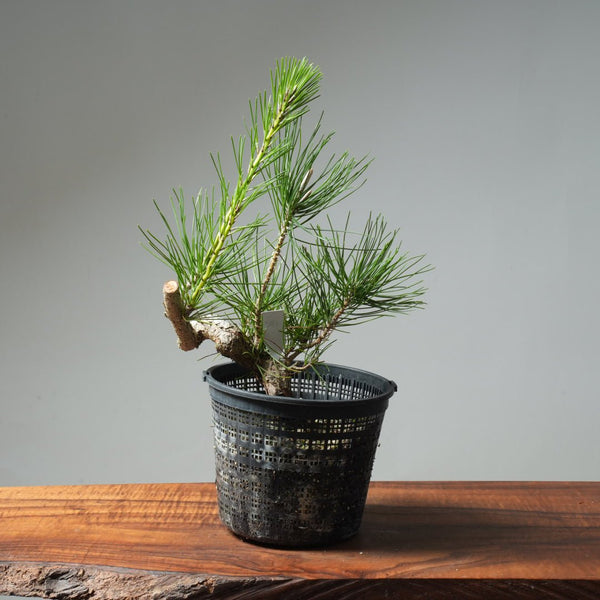 Japanese Black Pine 581 - Bonsaify
