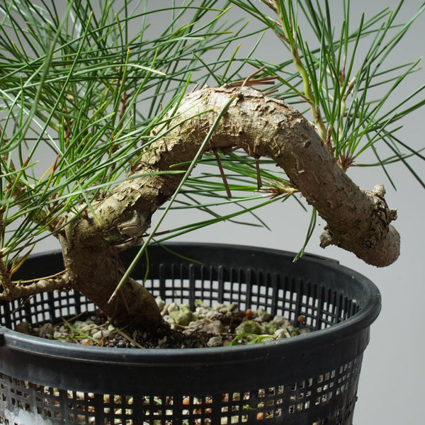 Japanese Black Pine 583 - Bonsaify