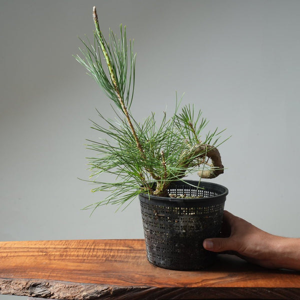 Japanese Black Pine 583 - Bonsaify