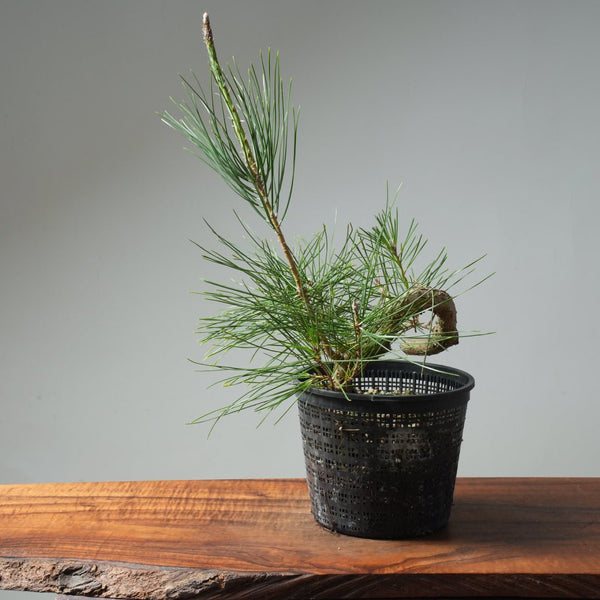 Japanese Black Pine 583 - Bonsaify