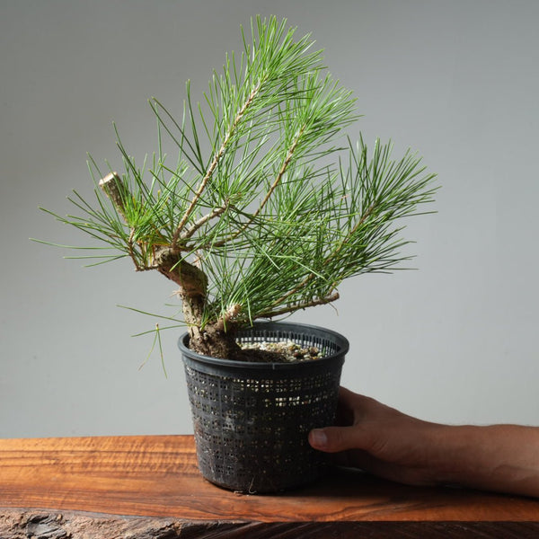 Japanese Black Pine 585 - Bonsaify
