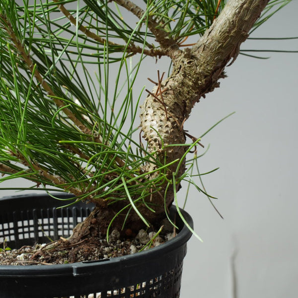 Japanese Black Pine 585 - Bonsaify