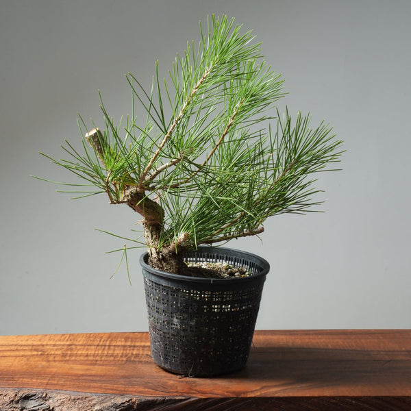 Japanese Black Pine 585 - Bonsaify