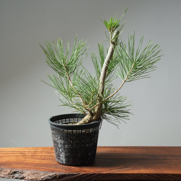 Japanese Black Pine 586 - Bonsaify