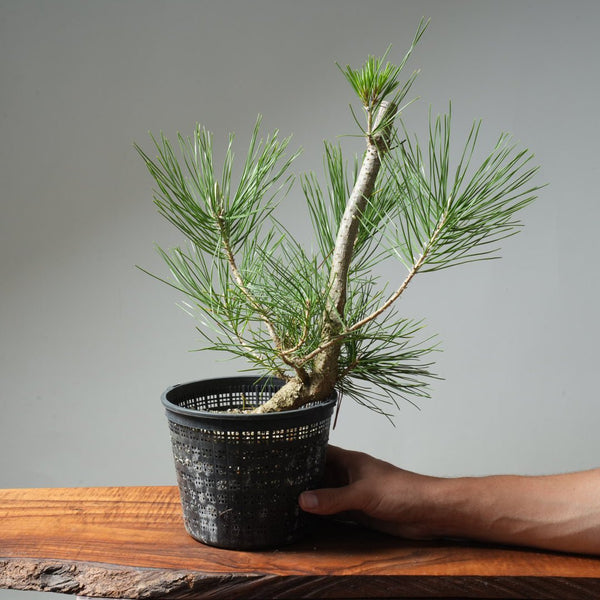 Japanese Black Pine 586 - Bonsaify