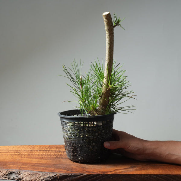 Japanese Black Pine 587 - Bonsaify