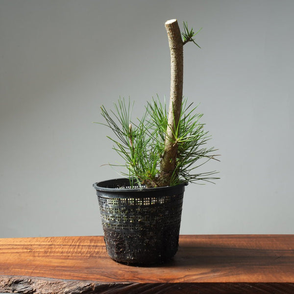 Japanese Black Pine 587 - Bonsaify
