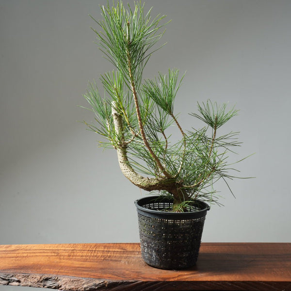 Japanese Black Pine 588 - Bonsaify