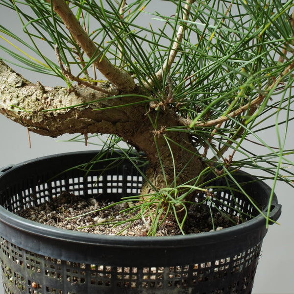 Japanese Black Pine 588 - Bonsaify