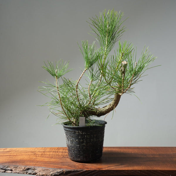Japanese Black Pine 588 - Bonsaify