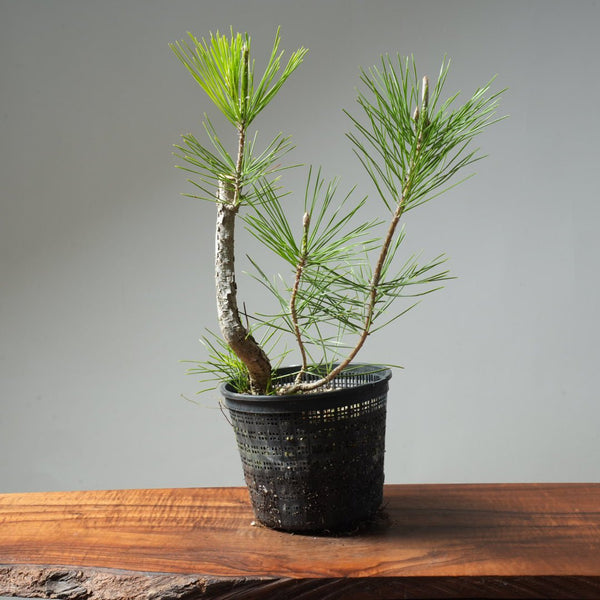 Japanese Black Pine 589 - Bonsaify