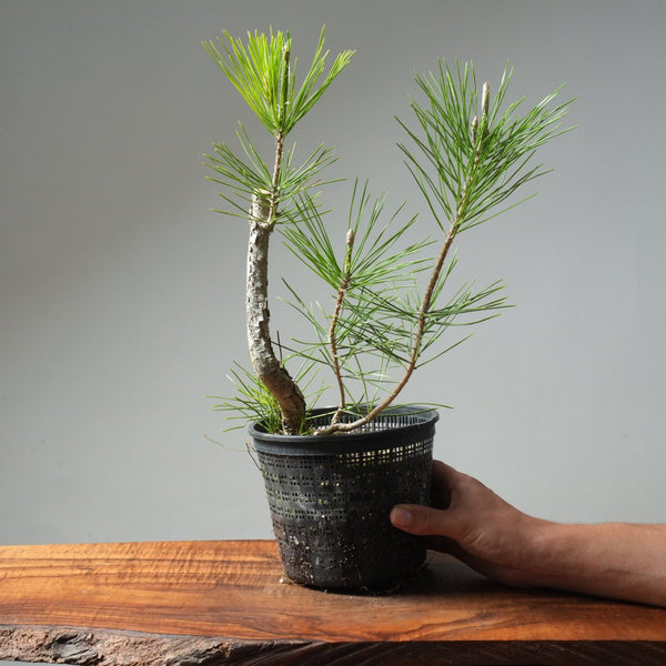 Japanese Black Pine 589 - Bonsaify