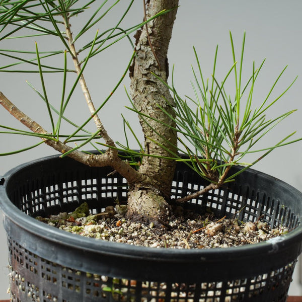 Japanese Black Pine 589 - Bonsaify