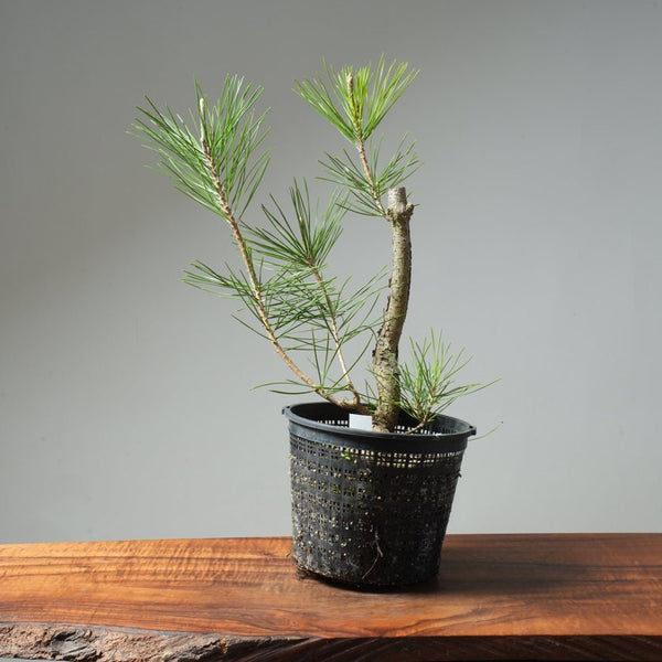 Japanese Black Pine 589 - Bonsaify