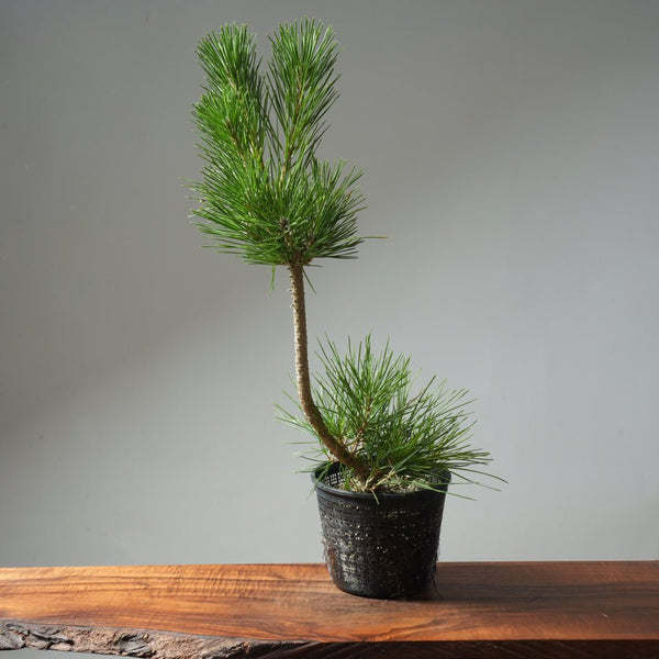 Japanese Black Pine 592 - Bonsaify